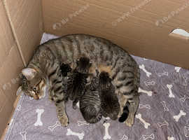 Arabian Mau x Bengal litter!