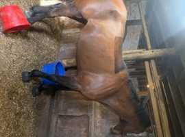 cotton socks (ruby) bay 16.2hh  mare