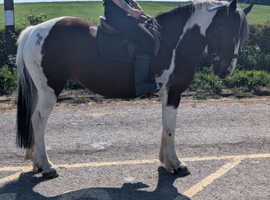 15.1hh cob cross chunky mare