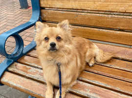 Pomchi 7 month old puppy