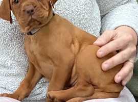 READY NOW for new Gorgeous natured little friendly Hungarian Vizslas