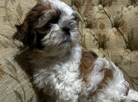 Outstanding Shih Tzu cross Bichon Frise Puppies/ Shichon