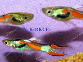 Endler Live Bearers like Guppy but Smaller & Brighter Colours. 6 variations £4 a Pair UK delivery.