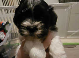 Beautiful puppies