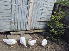 White Star pullets x 4