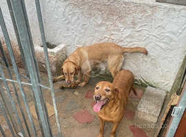 Bonnie and Lucky, two Labradors looking for a good home together