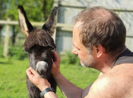Mediterranean Miniature donkey for sale