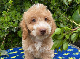 Miniature/Medium Size Goldendoodle Puppies