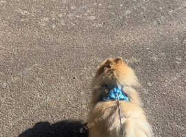 Dog walking & Sitting