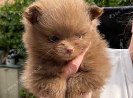 Teacup Pomeranian