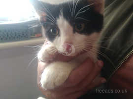 (ONLY 1 LEFT) White and Black kitten 8 weeks old boy