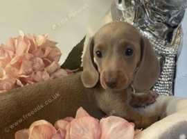 Kc reg long hair miniature dachshunds