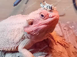 HypoRed Bearded dragon