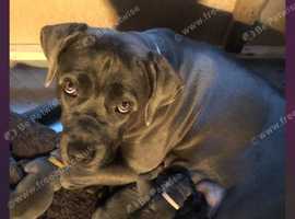 Beautiful blue Cane Corso puppies