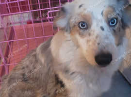 Australian sheperd