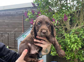 3 girls left **Ready Saturday**