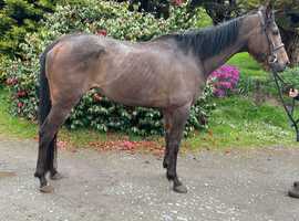 Sweet affectionate 15 2/3h 5yo Irish TB mare