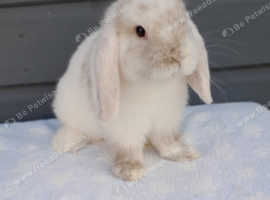 Beautiful mini lop rabbits REDUCED TO SELL