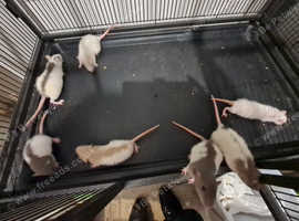 Top eared and dumbo male and female rats