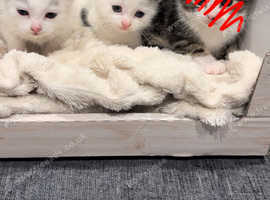 KITTENS FOR SALE