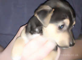 Jack Russell Dogs And Puppies For Sale And Rehome In Willenhall