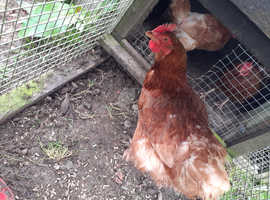 3 ex battery hens for sale laying well