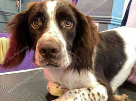 Male springer spaniel