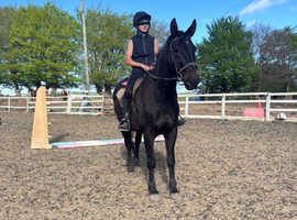 16.1/2hh weight carrying irish mare