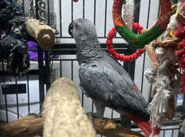 African grey talking parrot with large cage