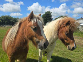 2x shetland pony's forsale