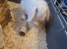 Beautiful Lop