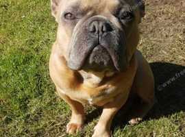 Lovely loving little frenchie