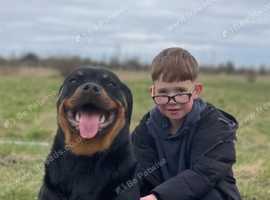 9 month female Rottweiler