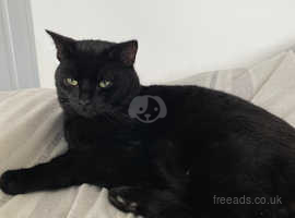 Bombay cat adoption near 2024 me