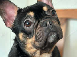 Black an tan Frenchie girl