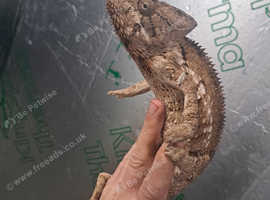 Ousletts chameleon