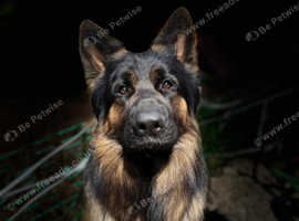Stunning German shepherd male