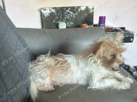 2 year old Jack tzu