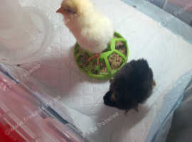 Baby chicks