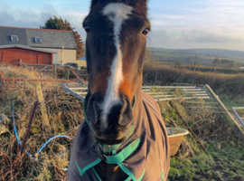 16.1 Warmblood Mare