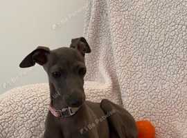 Italian greyhound