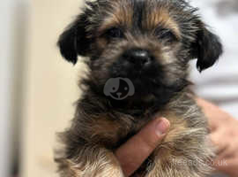 1 year old Mixed breed shorkie for sale