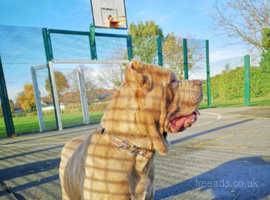 Stunning Cane Corso For Stud