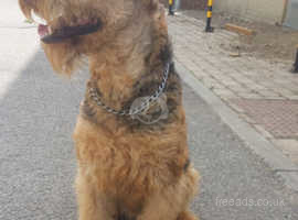 Adult airedale terrier