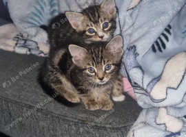 Tabby kitten (Ready Now)
