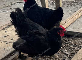 Black copper Marans