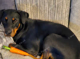 Female doberman for sale
