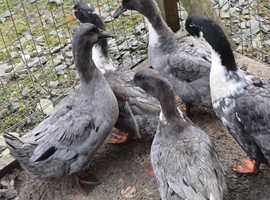 Cayuga and swedish blue hatching eggs available