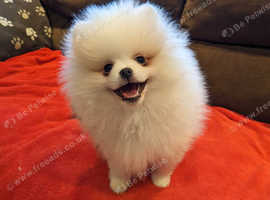 Kc reg small male Pomeranian for sale