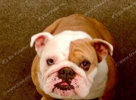 British bulldog £500 quick sale